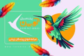 دانلود کارت ویزیت پرنده فروشی آوین