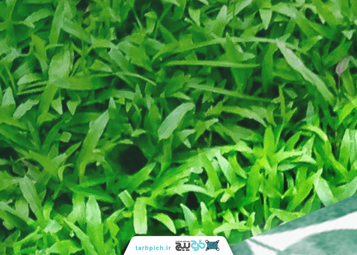 دانلود موکاپ کارت ویزیت سبز و سفید با بک گراند چمن