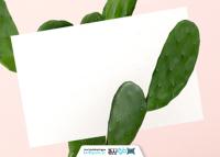 دانلود موکاپ کارت ویزیت روی خار های گلدان کاکتوس