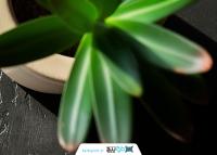 دانلود موکاپ کاغذ یادداشت مشکی ساده