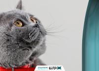 دانلود موکاپ غذای حیوانات به همراه گربه