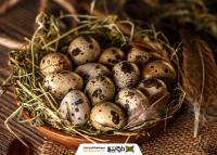 دانلود تصویر استوک حیوانات تخم بلدرچین در سبد