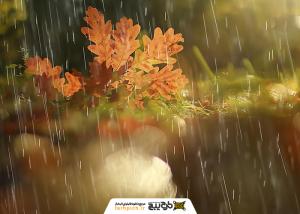 دانلود تصویر استوک منظره بارون به همراه گیاه