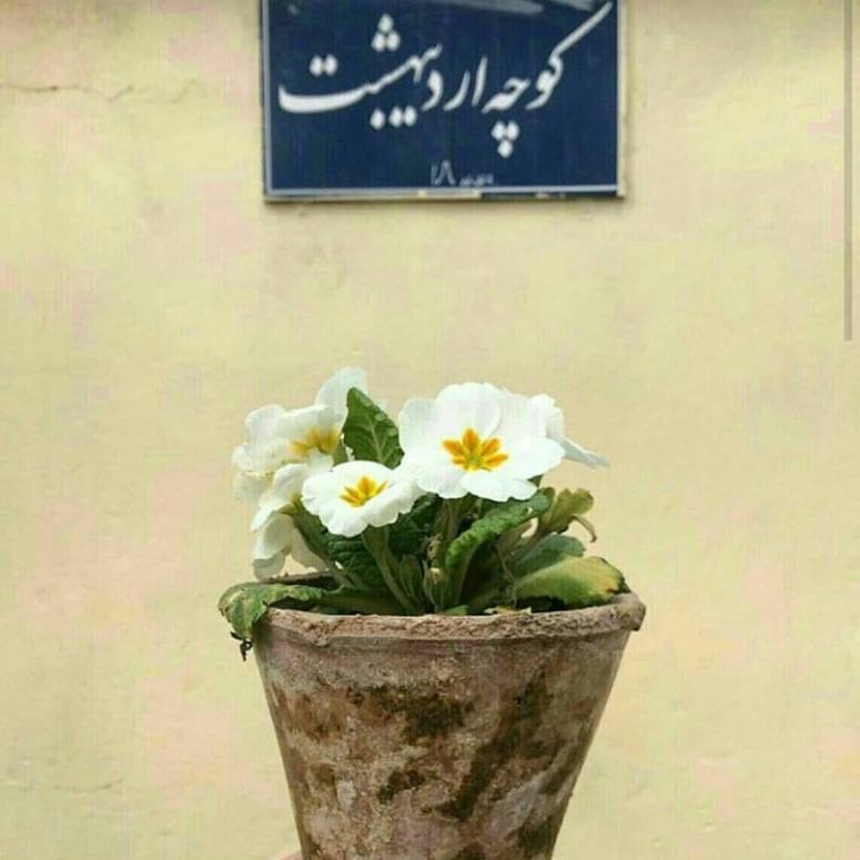 دانلود تصویر استوک پروفایل گلدان