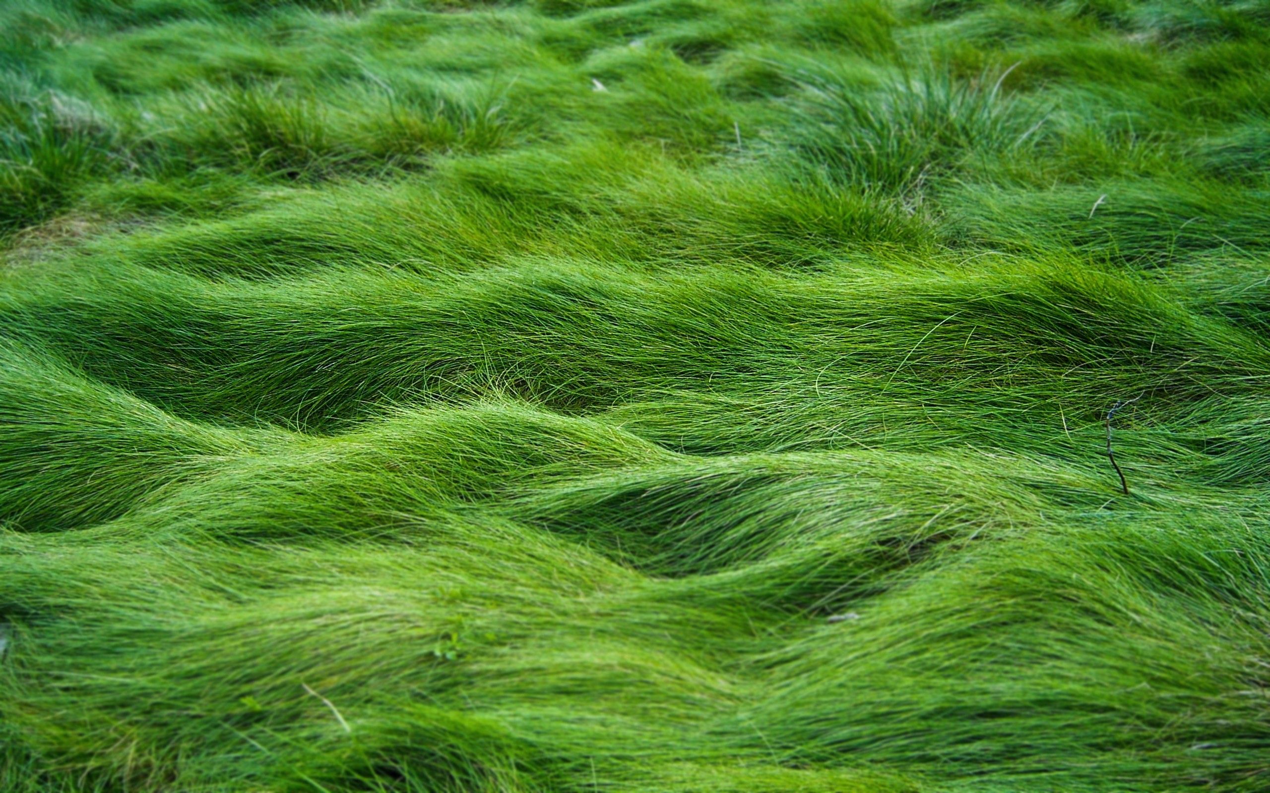 دانلود تصویر استوک تکسچر چمن برای فتوشاپ تری دی مکس