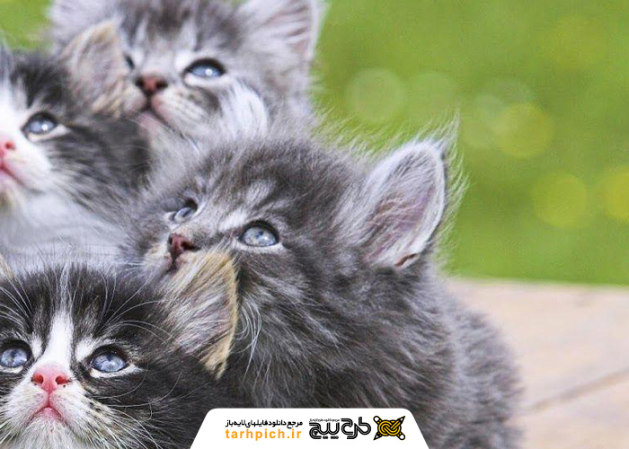 دانلود تصویر استوک بچه گربه های خاکستری سفید