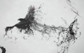 دانلود تصویر استوک سیاه و سفید کلاغ با دود ادغام شده