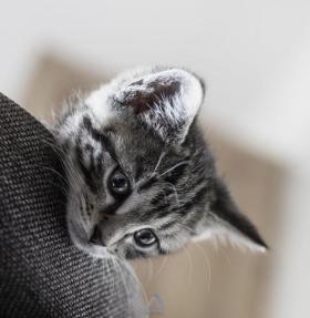 دانلود تصویر استوک صورت گربه خاکستری روی مبل