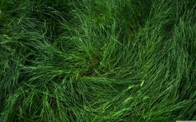 دانلود تصویر استوک تکسچر چمن طبیعی از نمای نزدیک