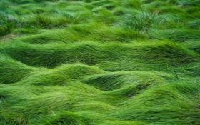 دانلود تصویر استوک تکسچر چمن برای فتوشاپ تری دی مکس