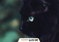 دانلود تصویر استوک گربه مشکی چشم سبز