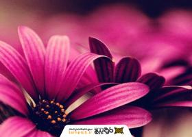 دانلود تصویر استوک تصویر زمینه گل برای سامسونگ