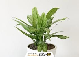 دانلود تصویر استوک آگلونما یا گیاه همیشه سبز چینی