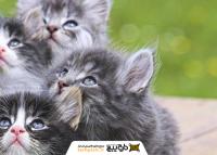 دانلود تصویر استوک بچه گربه های خاکستری سفید