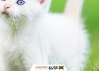 دانلود تصویر استوک بچه گربه سفید چشم آبی