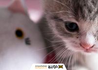 دانلود تصویر استوک بچه گربه با عروسک