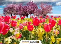دانلود تصویر استوک مزرعه گل های رنگی