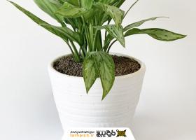 دانلود تصویر استوک آگلونما یا گیاه همیشه سبز چینی