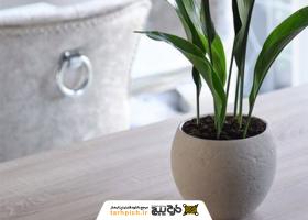 دانلود تصویر استوک گیاه برگ عبایی