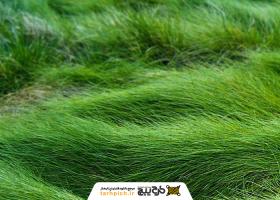 دانلود تصویر استوک تکسچر چمن برای فتوشاپ تری دی مکس