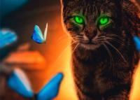 دانلود تصویر استوک گربه و پروانه