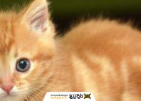 دانلود تصویر استوک بچه گربه ملوس و ناز