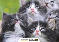 دانلود تصویر استوک بچه گربه های خاکستری سفید