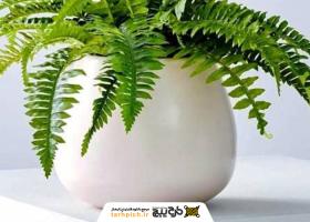 دانلود تصویر استوک گیاه سرخس