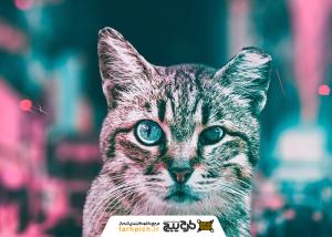 دانلود تصویر استوک گربه زیبا چشم آبی
