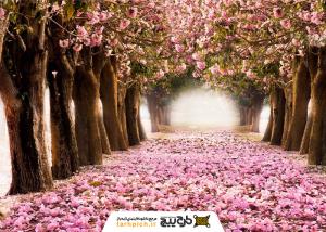 دانلود تصویر استوک شکوفه های صورتی