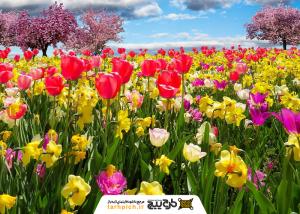 دانلود تصویر استوک مزرعه گل های رنگی