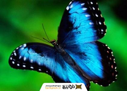 دانلود تصویر استوک والپیپر پروانه آبی برای آیفون 7