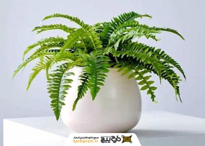 دانلود تصویر استوک گیاه سرخس