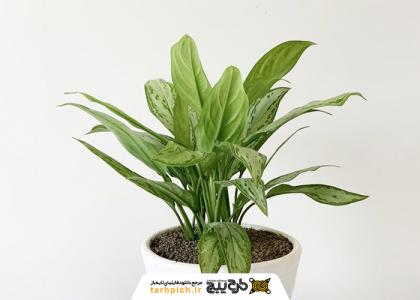 دانلود تصویر استوک آگلونما یا گیاه همیشه سبز چینی