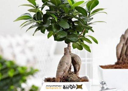 دانلود تصویر استوک گیاه بونسای آپنیوم