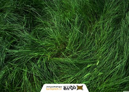دانلود تصویر استوک تکسچر چمن طبیعی از نمای نزدیک