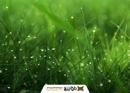 دانلود تصویر استوک تکسچر چمن با قطرات آب