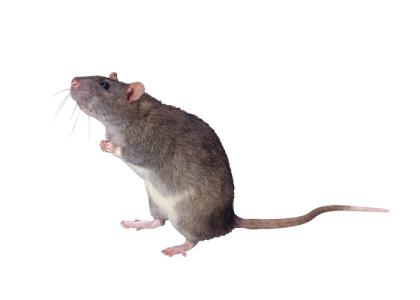 دانلود تصویر دوربری شده موش روی دو پا